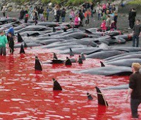 massacro di delfini e globicefali
              alle faer oer