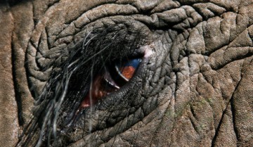 слон глаз          слона