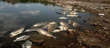muerte
              masiva peces rio slat fork