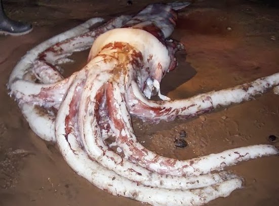 calamari giganti invasione giappone
