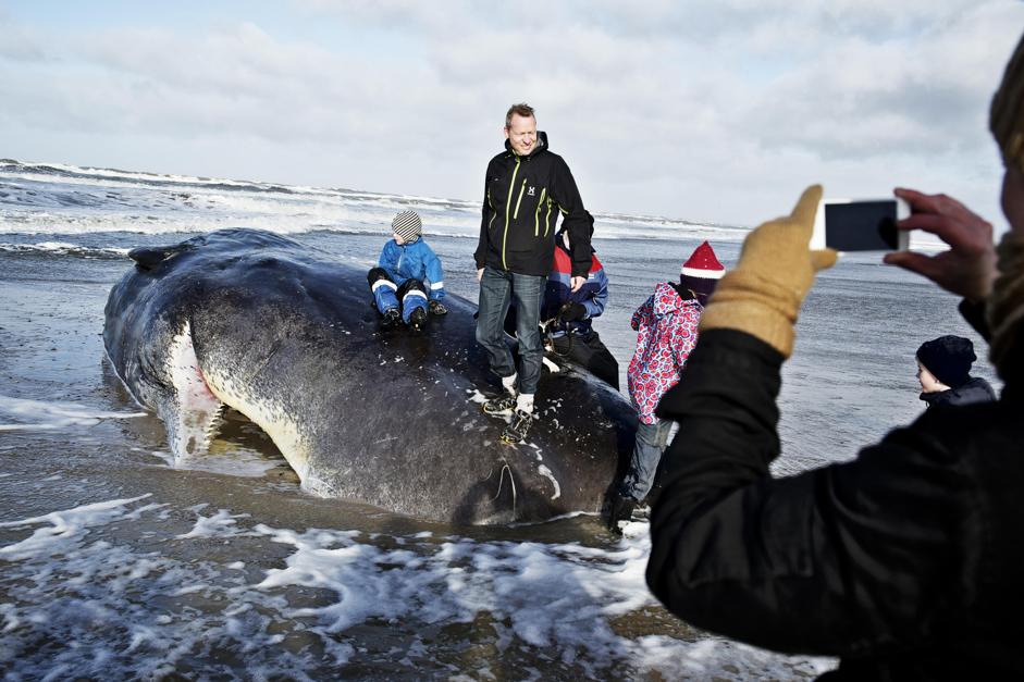 APTOPIX Denmark Beached Whale